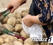 가뭄에 감자 시들..작황 부진 가격도 '들썩'