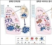 결핵균 ·바이러스 동시 감염돼 '중증 결핵'되는 메커니즘 밝혀져