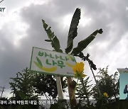 도심 속 '애물단지' 바나나 나무.."파냈다 심기 반복"