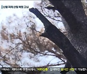 인공복원이냐 자연복구냐..산불 피해 복구 두고 고심