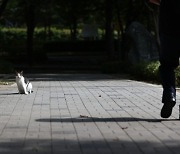 키우던 고양이 굶기고 학대한 40대.."씻기는데 할퀴어서"