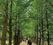 Travel | 사람과 시간이 빚어낸 자연..남이섬은 '오늘'이 좋다