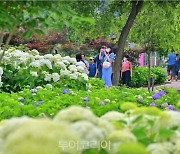 '공주 유구색동수국정원 꽃축제' 6만명 즐겼다!