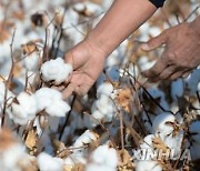 중국 신장에 면화 재고 쌓여간다..미 '강제노동 금지법' 여파, 의류산업 등 타격 불가피