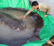 '4m·300kg' 괴물 가오리 잡았다..세계 최대 민물고기