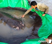'길이 4m 무게 300kg'..메콩강서 세계 최대 민물 가오리 잡혔다