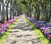 신안군, 24일 도초도에서 '섬 수국축제' 개막