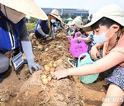 '맛있는 감자 캐요'