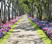 팽나무 10리길과 함께하는 '신안 섬 수국축제', 24일부터 10일간 열려