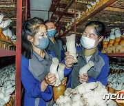 북한 류경버섯공장.."기술발전으로 버섯 생산에서 좋은 성과"