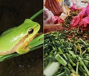 '개구리 열무김치'에 3000명 이상 과대 학교 분리 급식 검토