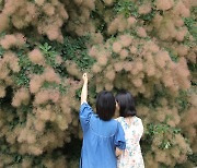 여름꽃 만개한 천리포수목원