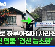 [스브스뉴스] 누군가 몰래 뿌리 자르고 도주..이젠 볼 수 없는 관광 명물 '경산 능소화 나무'