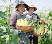 해남 초당옥수수, 본격 출하