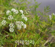 [포토] 국립생태원, 독미나리 꽃 만개