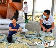 북한, 농업 생산량 확대 위해 '앞그루 밀·보리' 수확 박차