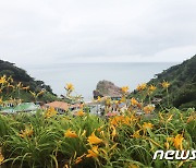 신안군 홍도 '섬 원추리 축제' 내달 8일부터 10일간 개최