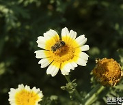 [포토친구] 쑥갓 꽃 위의 꿀벌