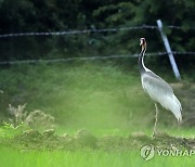 고향으로 가지 못한 재두루미