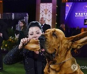 APTOPIX Westminster Dog Show