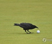 Womens PGA Championship Golf