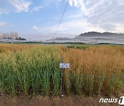 쌀귀리·콩 이모작 연천·파주 농가, 6월말 전 쌀귀리 수확 완료해야