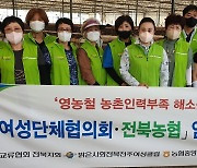 전북농협·여성단체협의회, 오수 딸기농가서 일손돕기 '구슬땀'