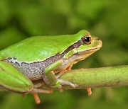 프랑스 '개구리 다리' 요리 탓에..인도네시아 등에서 일부 종 멸종 위기