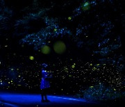 [남도찰칵] '반딧불이'가 밝히는 완도 청산도의 환상적인 밤