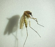 일본뇌염 매개 모기 광주서 올해 첫 발견..모기 물림 '주의'