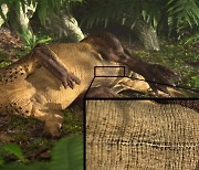 [핵잼 사이언스] 1억 2500만 년 공룡에 '배꼽'이?..가장 오래된 흔적 발견