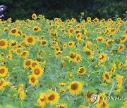 장맛비 속 해바라기밭 산책