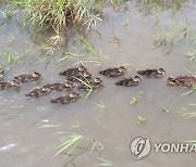 장맛비 멈춤, 물놀이 하는 흰뺨검둥오리 가족