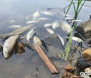 포항 마장지 물고기 수백마리 떼죽음..가뭄으로 수질 악화