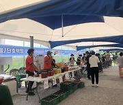 합천군 대양면 토마토 축제 성황