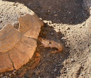 [핵잼 사이언스] 화산 폭발로 사라진 폼페이서 2000년 된 '거북 유골' 발견