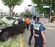 서울 송파구에서 승용차가 가로수에 돌진..20대 운전자 경상