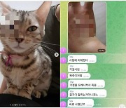 '고양이 N번방'이 있다?.."학대 인증" 그들만의 잔혹한 관문