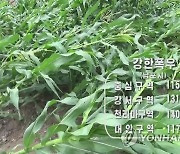 북한 사리원시 등에 폭우..강풍에 쓰러진 농작물