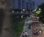 [밀착카메라] "너구리를 만나면 도망가라"..서울 도심 '너구리 습격사건'