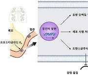 국내 연구진, 감염으로부터 폐를 보호하는 면역세포 발견