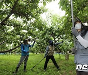 복숭아나무에 지주대 세우는 경기도농기원 관계자들