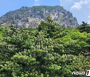 멸종위기 처한 한라산 구상나무 올해는 풍년되나