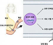 코로나19 사이토카인 폭풍 막을 실마리 찾았다