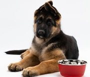 "반려견 건강 칼슘·인 공급이 좌우" 로얄캐닌, 강아지 맞춤 영양 제안