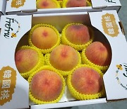 경산 대표 농산물 황도 올해 첫 수출..홍콩 백화점서 판매