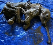 3만년 전 뛰놀던 아기 매머드, 꽁꽁 언 채로 발견돼