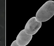 [핵잼 사이언스] 세계 최대 '자이언트 박테리아' 발견.."맨눈 관찰 가능"