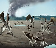 9000만년전 익룡들, 화순에 모여 살았네.."익룡 군집 화석 세계 첫 발굴"