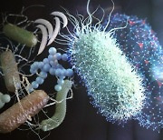 [과기원은 지금] KAIST, 박테리아 신속 식별 기술 개발 外